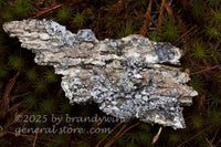 art print of bark roughly shaped like TN laying on top of moss