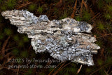art print of bark roughly shaped like TN laying on top of moss