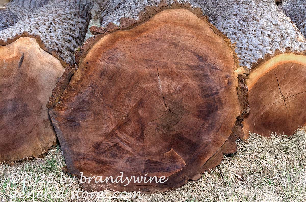 Dutch Walnut Log Three Walnut tree logs art print | Brandywine General Store