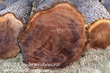 art print of one large walnut log and two smaller ones lying on the grass