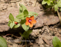 art print of Tiny Orange Wildflower Bloom in a Bed of Bark