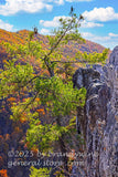 art print of evergreen tree growing out the side of Seneca Rocks in WV