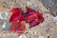 art print of trio of red leaves laying on a lichen encrusted rock