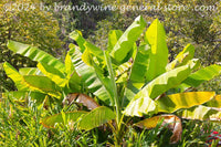 An art print of tropical greenery at the garden's edge