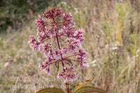 art print of large flower head of the trumpetweed wildflower