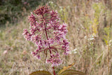 art print of large flower head of the trumpetweed wildflower