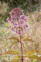 art print of trumpetweed stalk with leaves and purple flower head