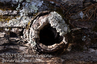 art print of tree burl around a hole going deep into the log