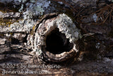 art print of tree burl around a hole going deep into the log