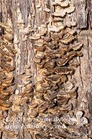 art print of two rows of rich brown and tan turkey tail fungi growing up a tree trunk