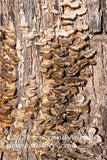 art print of two rows of rich brown and tan turkey tail fungi growing up a tree trunk