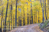 art print of turn in mountain road in a yellow forest
