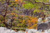 art print of dead twisted trees on top of Seneca Rocks autumn valley way below