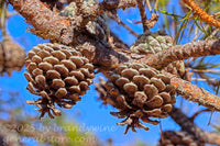 art print of two squat pine cones with a colorful and busy background