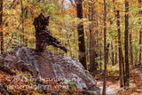 art print of unusual bumpy tree stump in pale autumn forest on Seneca Rocks trail