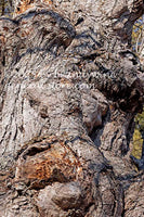art print of unusual tree trunk in the Appalachian woods