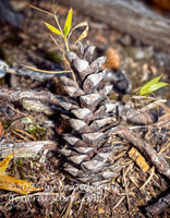 art print of upright pine cone on forest floor