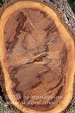 art print of large walnut log with double growth rings