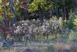 art print of dried white wildflowers in front of forest