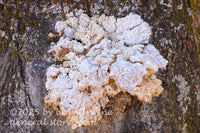 art print of a solid white fungus on a tree trunk