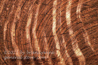 art print of a sawn walnut log with white rings