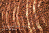 art print of a sawn walnut log with white rings