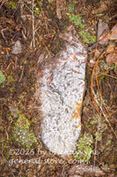 art print of unusual white rock surrounded by budding lichens