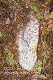 art print of unusual white rock surrounded by budding lichens