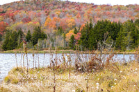 art print of white wildflowers and late fall colors at Spruce Knob lake in WV