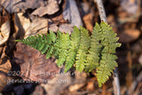 art print of a winter fern frond hanging over a stick and bed of dried leaves