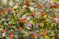 art print of close up view of a winterberry holly bush with orange berries