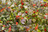 art print of close up view of a winterberry holly bush with orange berries
