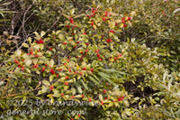 art print of single branch of winterberry holly full of orange autumn berries
