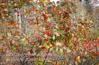 art print of single winterberry holly bush loaded with orange berries