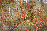 art print of single winterberry holly bush loaded with orange berries