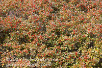 art print of winterberry holly bushes covered in orange fall berries