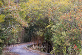 art print of wood walkway under a canopy of winterberry holly at Spruce Knob Lake