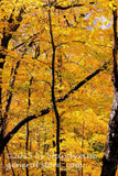 art print of crossed trees forming an X in deep golden autumn leaves
