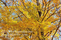 art print of yellow autumn leaves on black limbs against blue sky
