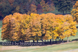 art print of yellow autumn trees all in a row at Highlands golf course