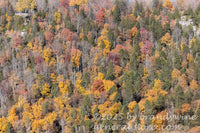 art print of yellow autumn trees marching up Blackwater canyon