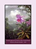 An archival premium quality art poster of Hummingbird Perched on the Orchid Plant painted by Martin Johnson Heade in 1901 for sale by Brandywine General Store