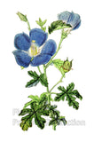 An archival premium Quality Botanical art Print of the Gooseberry Flowered Hibiscus for sale by Brandywine General Store