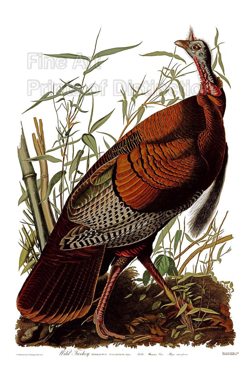 An archival premium Quality art Print of the Wild Turkey Gobbler by John James Audubon for sale by Brandywine General Store