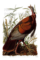 An archival premium Quality art Print of the Wild Turkey Gobbler by John James Audubon for sale by Brandywine General Store