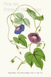 An archival premium quality art print of the Purging Pharbitis from Curtis Botanical Magazine for sale by Brandywine General Store