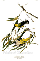 An archival premium quality art print of the Prothonotary Warbler by John James Audubon for his ornithology masterpiece, The Birds of America for sale by Brandywine General Store