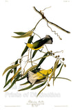 An archival premium quality art print of the Prothonotary Warbler by John James Audubon for his ornithology masterpiece, The Birds of America for sale by Brandywine General Store