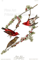 An archival premium quality art print of the Purple Finch by John James Audubon for sale by Brandywine General Store
