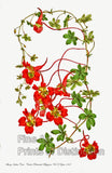 An archival premium Quality Botanical Print of the Showy Indian Cress or more commonly known as Nasturtium for sale by Brandywine General Store